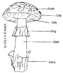 Biology Revision Guide