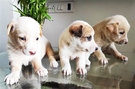 Labrador And Mongrel Mix Puppies For Free Adoption In Ravet Pune Mh