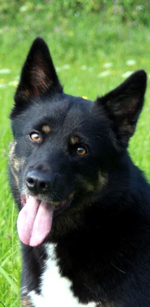 Die hunderasse norrbottenspitz ist familientauglich und lebhaft. Lapinporokoira (Lappländische Rentierhund) Züchter, Kennel ...