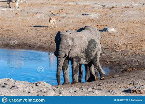 Dos Elefantes Machos Bebiendo De Un Agujero De Agua Imagen De Archivo