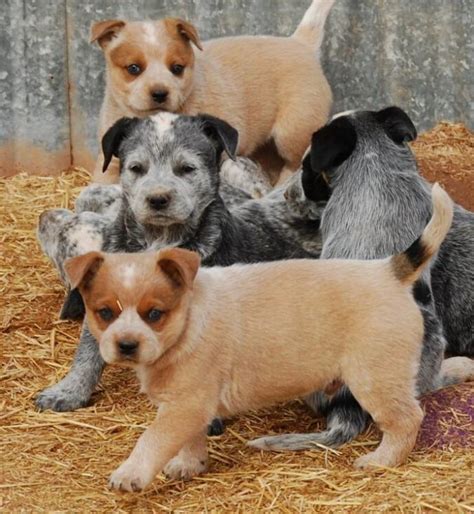 Blue And Red Heeler Australian Cattle Dog Renowned For Their