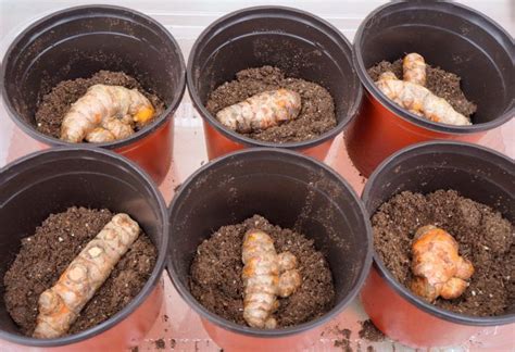 Grow Turmeric Plant Indoors In A Pot Step By Step Pictures Babs