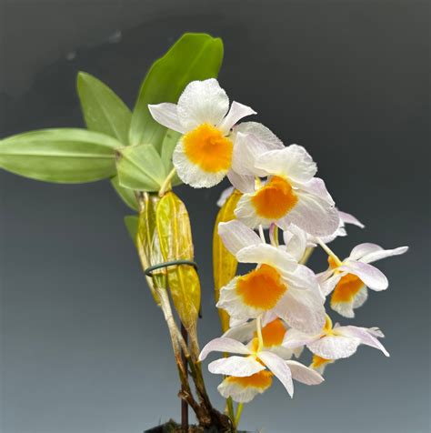Dendrobium Farmeri Orchidweb