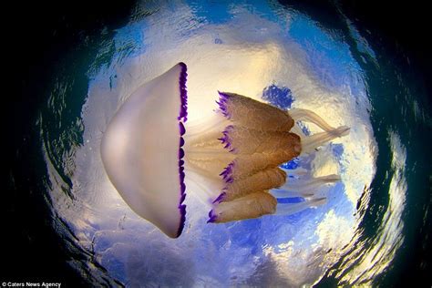 Beauty Is 10feet Deep Underwater Photographs Show Beauty Of Jellyfish