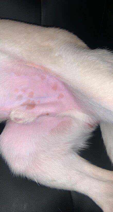 Brown Spots On Dog Belly That Look Like Dirt