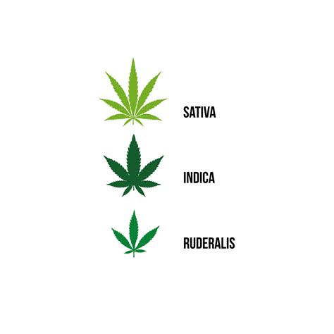 Las Partes De La Planta De Cannabis Receta Cannabis