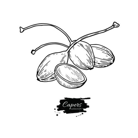 Capers Drawing Illustrations Royalty Free Vector Graphics And Clip Art