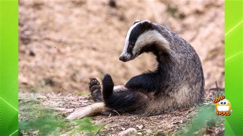 Cute And Funny Badgers Compilation Youtube