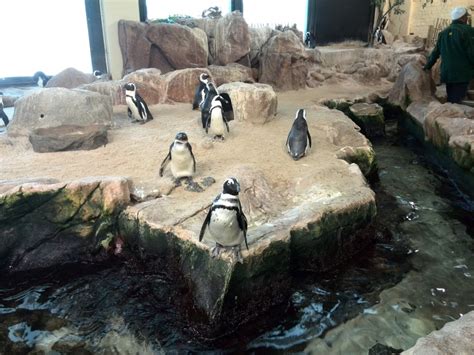 Two Oceans Aquarium In Cape Town 2015 08 29 An Exploring South African
