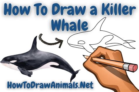 How To Draw A Killer Whale Easy Drawing Tutorial