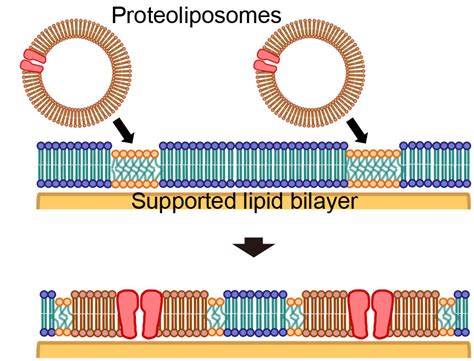 Formation Of Cell Membrane Component Domains In Artificial Lipid Bilayer