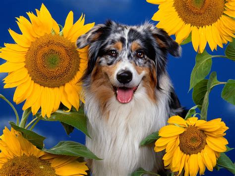 Sunflower Dog Animals Pinterest