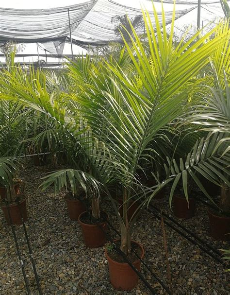 Ravenea Rivularis Majesty Palm Thepalmtreecompany Majesty Palm