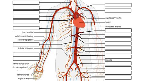 39 Label Arteries And Veins Worksheet