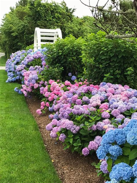 How To Use Hydrangeas In Landscaping Eugene England