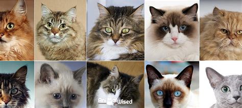 In 1930, according to purina, and bred with a size: Most POPULAR Cat Breeds - Top 10 With Pictures!