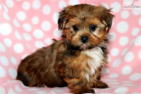 Shih Tzu Yorkie Mix Puppies