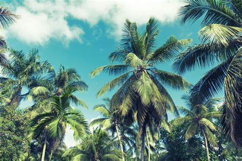 Coconut Palm Trees Over Cloudy Sky Background Stock Image Image Of