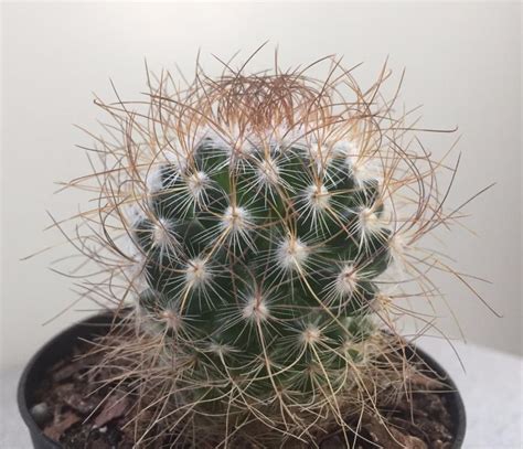 A wide variety of cactus plants for sale in bangalore with reasonable price; Rare Cactus Plants - For Sale Classifieds