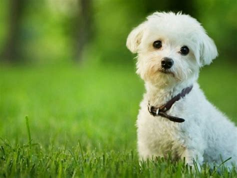 Bagaimana Cara Mengobati Penyakit Othematoma Pada Hewan Anjing