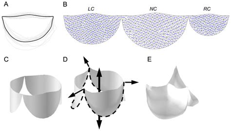 A Aortic Valve Leaflet Shape Is Determined By Averaging The Leaflet