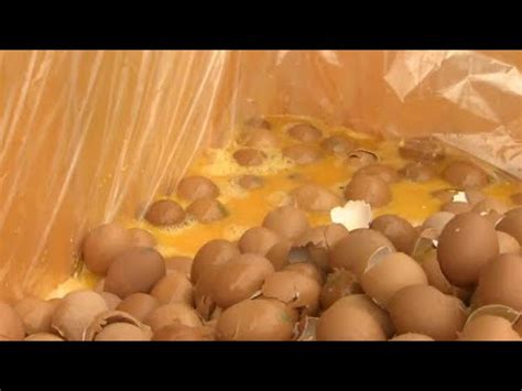 살충제 계란 32곳 무더기 검출발표도 엉터리 연합뉴스TV YonhapnewsTV YouTube