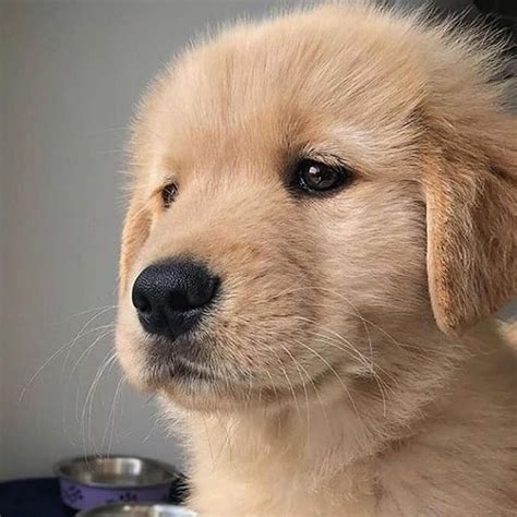 Omg Soo Cute 😍😍 In 2020 Dog Memes Happy Dogs Dogs