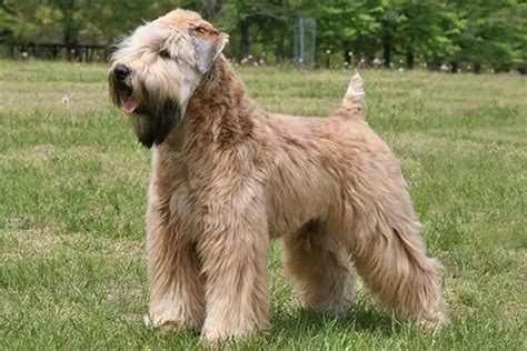 13 Famous Long Haired Dog Breeds Around The World
