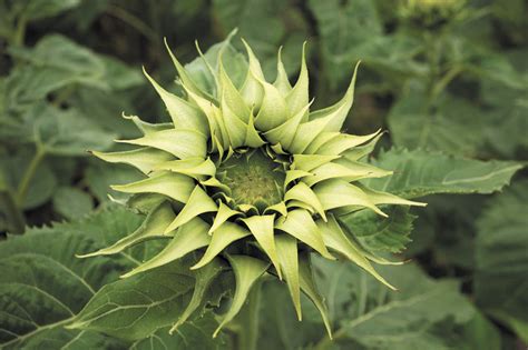You can often get rid of aphids by wiping or spraying the leaves of the plant with a mild solution of water and a few drops of dish soap. Green flowers are all the rage | Cape Gazette
