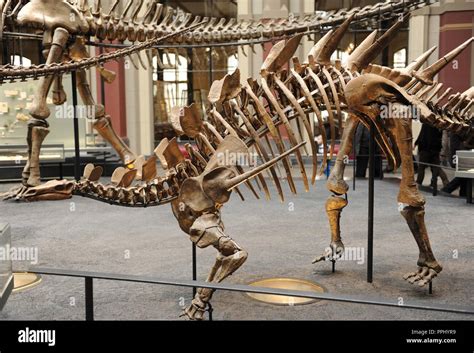 Dinosaurs Hall Skeleton Of Kentrosaurus Thyroosaurid Dinosaurs Who