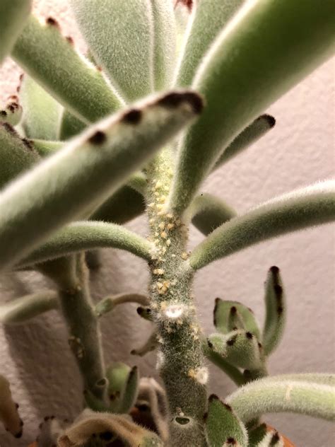 When/why should i repot my succulents? My favorite fuzzy succulent has developed these weird dot ...