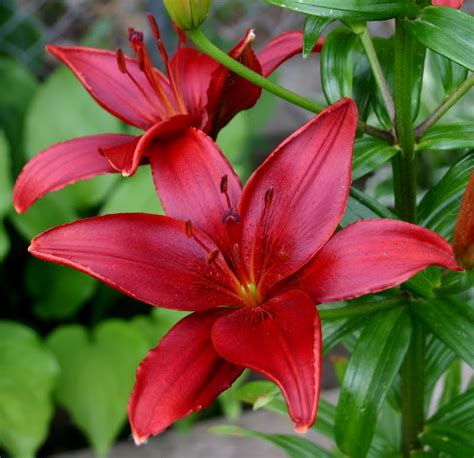 Asiatic Lilies Unscented Lilies That Increase Annually Sowing The Seeds