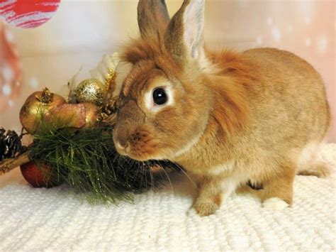 Christmas Bunny Corel Discovery Center