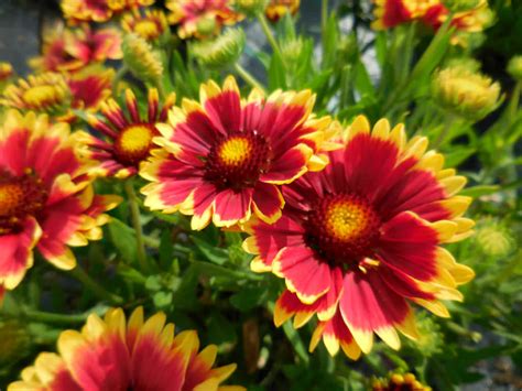 Visit us in the shop or order online for fresh flowers delivered to the whole of coventry and warickshire. How to Grow and Care for Blanket Flowers | World of ...