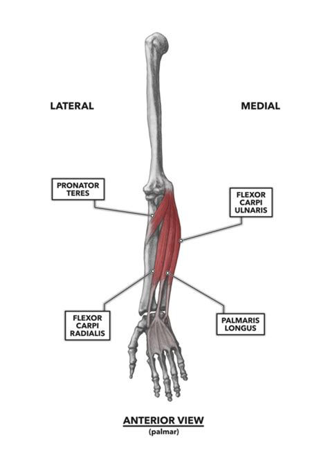 Explain The Difference Between A Flexor And Extensor Muscle