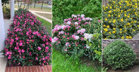 53 best low maintenance evergreen shrubs