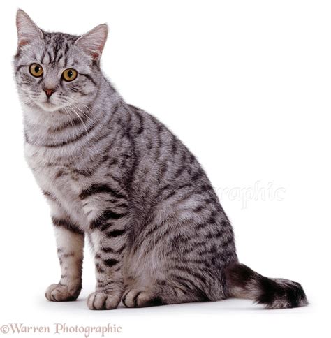 Silver Spotted Tabby Cat Photo Wp02956