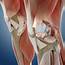 Knee Anatomy Photograph By Springer Medizin/science Photo Library
