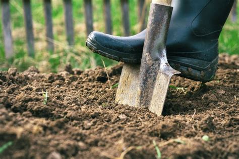Ako Pripraviť Záhradu Na Jar Príprava Pôdy Na Sadenie Kedy Rýľovať