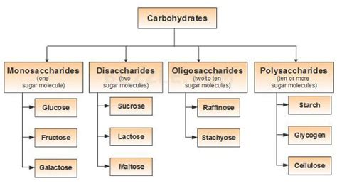 Macromolecules Carbohydrates