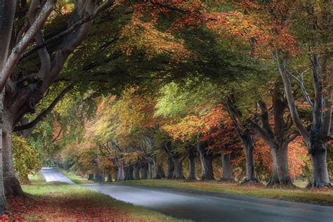 Beech Avenue Dorset Photograph By Jim Monk Pixels