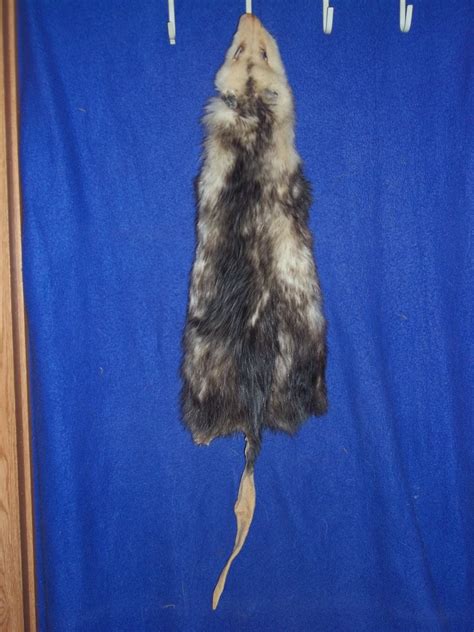 Real Tanned Opossum Fur Skin Hide Animal Tail Pelt Part Weird