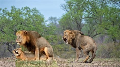 Male King Lions Fight 2019 Amazing Wild Animals Attacks Wild Animal