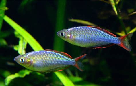 Rainbowfish Tropical Fish