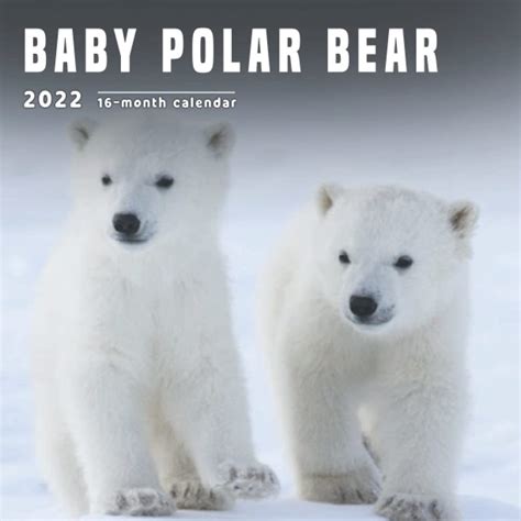 Buy Baby Polar Bear Calendar 2022 16 Month Calendar Runs From September 2021 Through