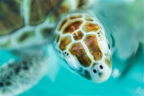 Free Images Underwater Sea Turtle Reptile Close Up Vertebrate