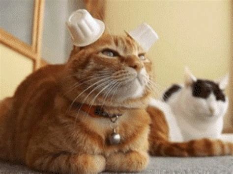 Ten Of The Strangest Funny And Most Unusual Cats Ears