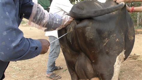 Dairy’s Dark Secrets Exposed | Animal Equality India