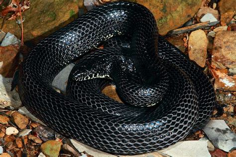 Snakes You Might Come Across In Alabama Which Ones Are Venomous