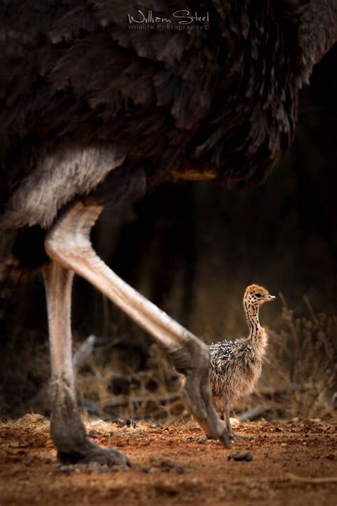 Fact Or Fiction Ostriches Bury Their Heads In The Sand Credit
